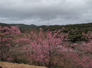 福元盆地のヒカンザクラ