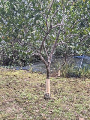 タンカンの木のアマミノクロウサギによる食害